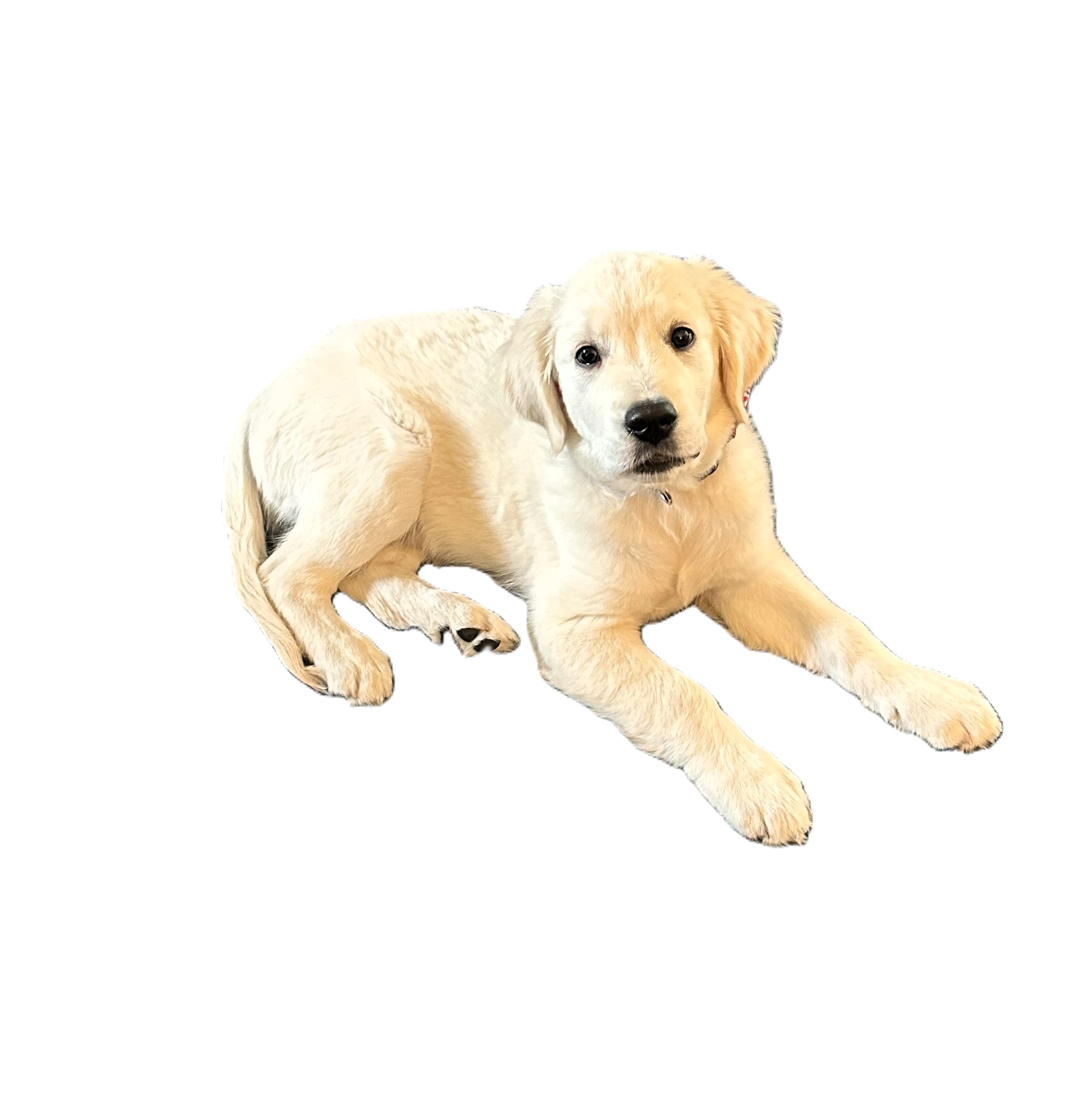 Golden Retriever Pup